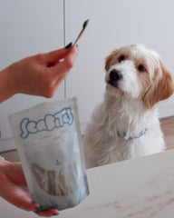 ¿Los perros pueden comer comida humana? Lo que parece un “premio” puede acabar en urgencias