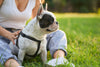 No es “solo primavera”: por qué tu perro no deja de rascarse y qué puede ayudar de verdad